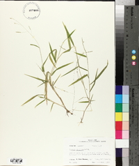 Leersia virginica image