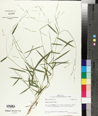 Leersia virginica image