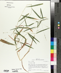 Leersia virginica image