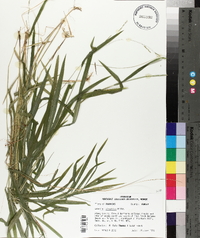 Leersia virginica image