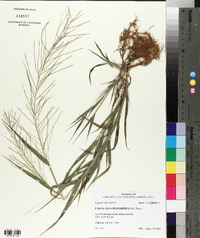 Leptochloa panicea subsp. brachiata image