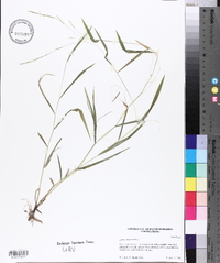 Leersia virginica image