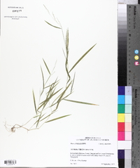 Leersia virginica image