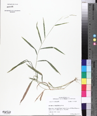 Leersia virginica image