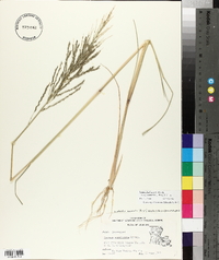 Diplachne fusca subsp. uninervia image