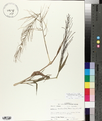 Leptochloa panicea subsp. brachiata image