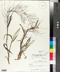 Leptochloa panicea image