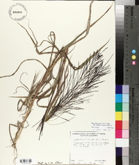 Leptochloa panicea image