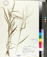 Leptochloa panicea image