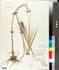 Leptochloa panicea subsp. brachiata image