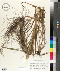 Leptochloa panicea image