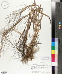 Leptochloa panicea subsp. brachiata image