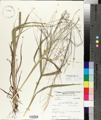 Leptochloa panicea image