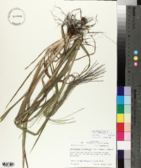 Leptochloa panicea subsp. brachiata image