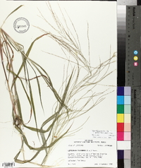 Leptochloa panicea subsp. brachiata image