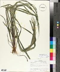 Leptochloa panicea subsp. brachiata image