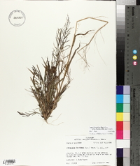 Leptochloa panicea image