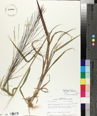 Leptochloa panicea subsp. brachiata image