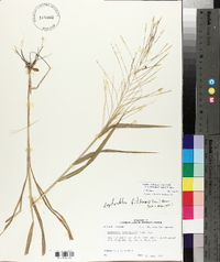 Leptochloa panicea image