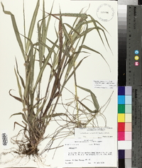 Leptochloa panicea image