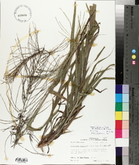 Leptochloa panicea subsp. brachiata image