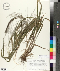 Leptochloa panicea subsp. brachiata image