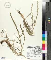 Lolium perenne subsp. multiflorum image