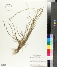 Lolium perenne subsp. multiflorum image