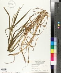 Lolium perenne subsp. multiflorum image