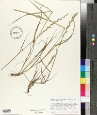 Lolium perenne subsp. multiflorum image