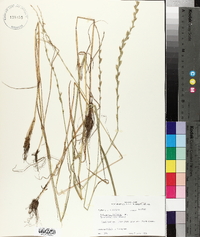 Lolium perenne subsp. multiflorum image