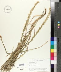 Lolium perenne subsp. multiflorum image