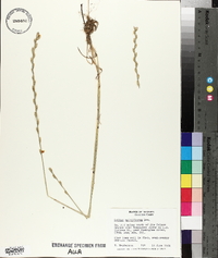 Lolium perenne subsp. multiflorum image