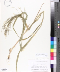 Leptochloa panicea subsp. mucronata image
