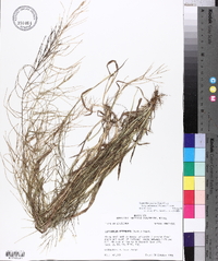 Leptochloa panicea subsp. mucronata image