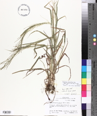 Leptochloa panicea image