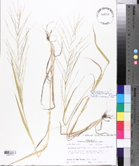 Leptochloa panicea image