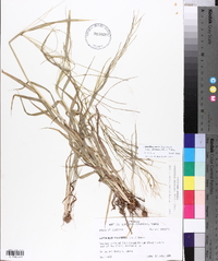 Leptochloa panicea subsp. mucronata image