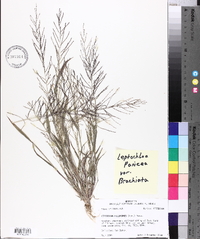 Leptochloa panicea subsp. brachiata image