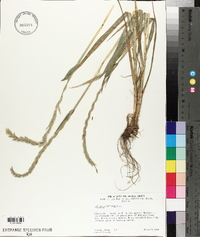 Lolium perenne subsp. multiflorum image