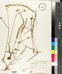 Lolium perenne subsp. multiflorum image