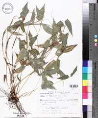 Lithachne pauciflora image