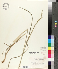 Lolium perenne subsp. multiflorum image