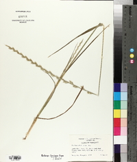 Lolium perenne subsp. multiflorum image