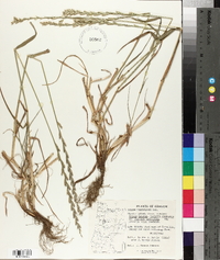 Lolium perenne subsp. multiflorum image