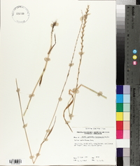 Lolium perenne subsp. multiflorum image