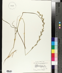 Lolium perenne subsp. multiflorum image