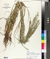 Lolium perenne subsp. multiflorum image