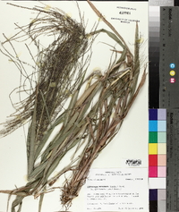 Leptochloa panicea image