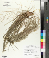 Leptochloa panicea subsp. mucronata image